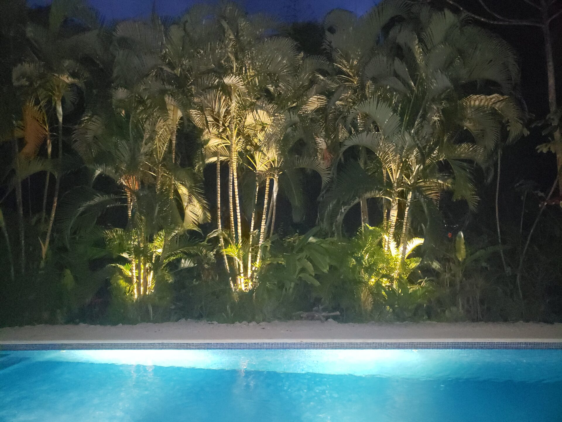 Palm trees Landscape Lighting