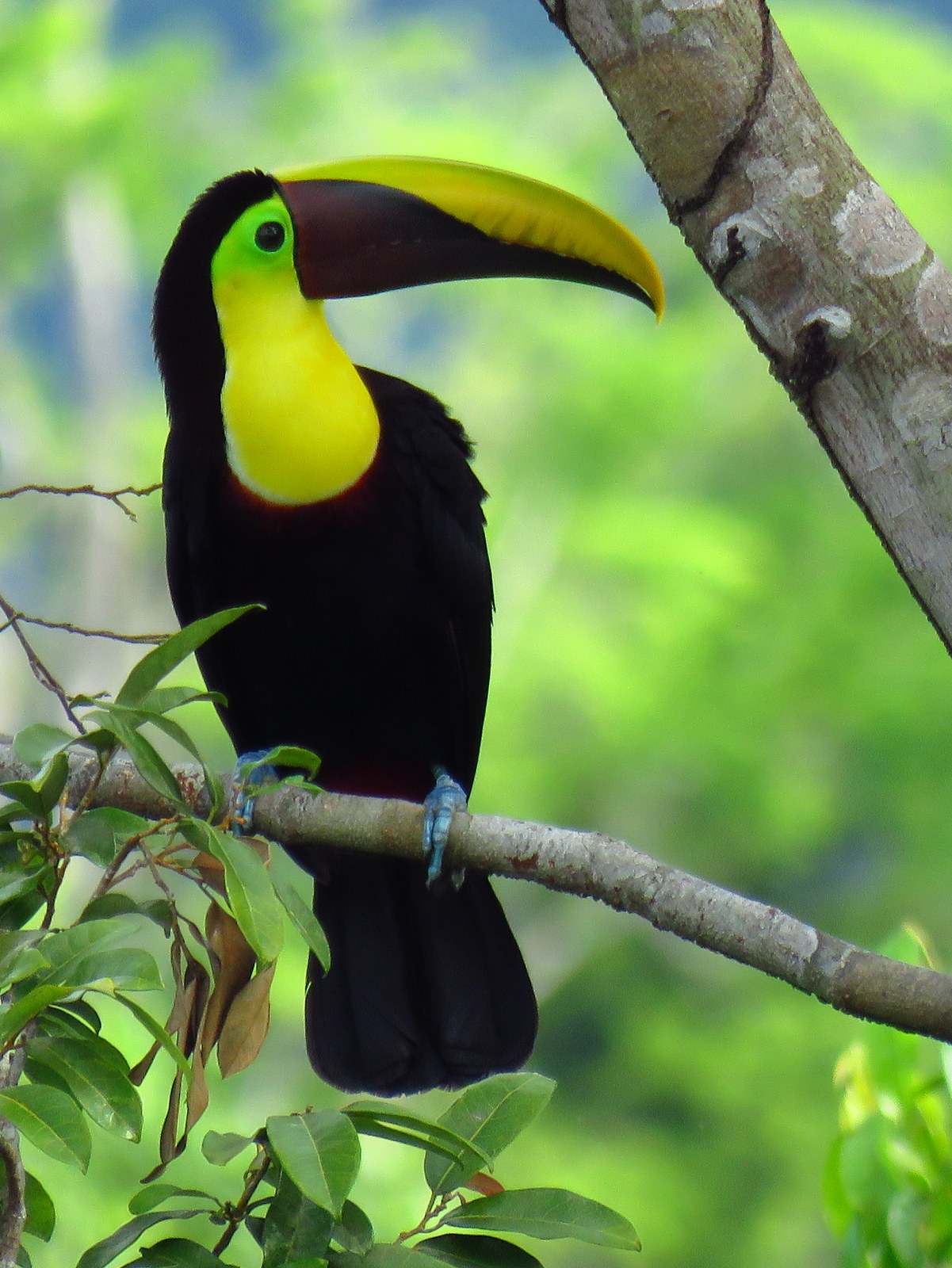 Chestnut Mandible Toucan