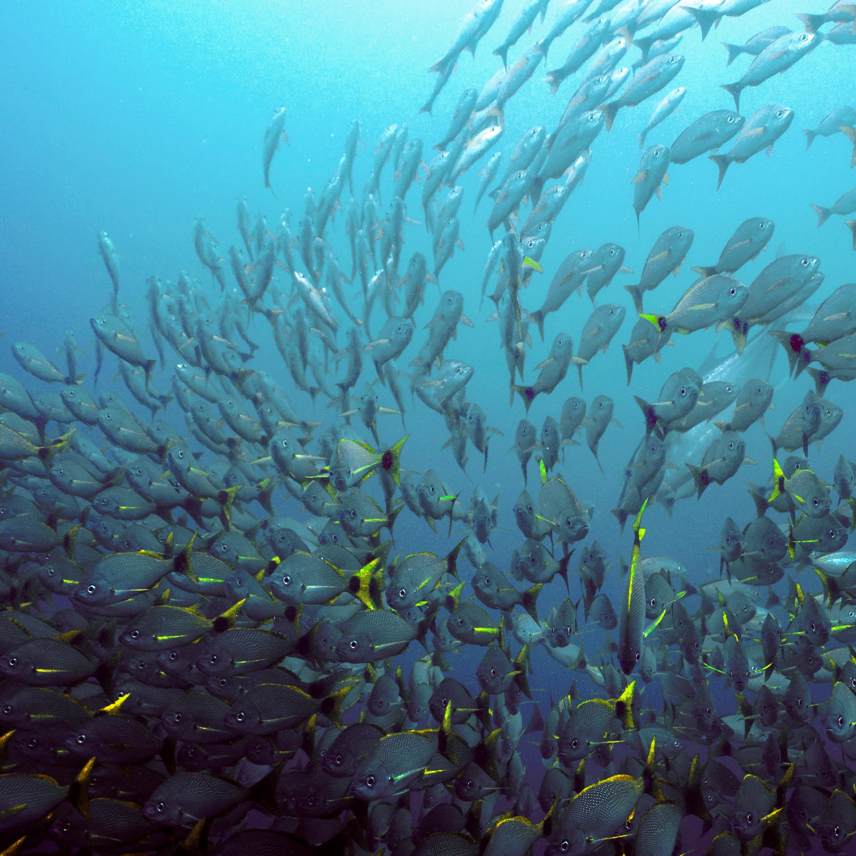 Deep sea fishing Deep Sea Fishing