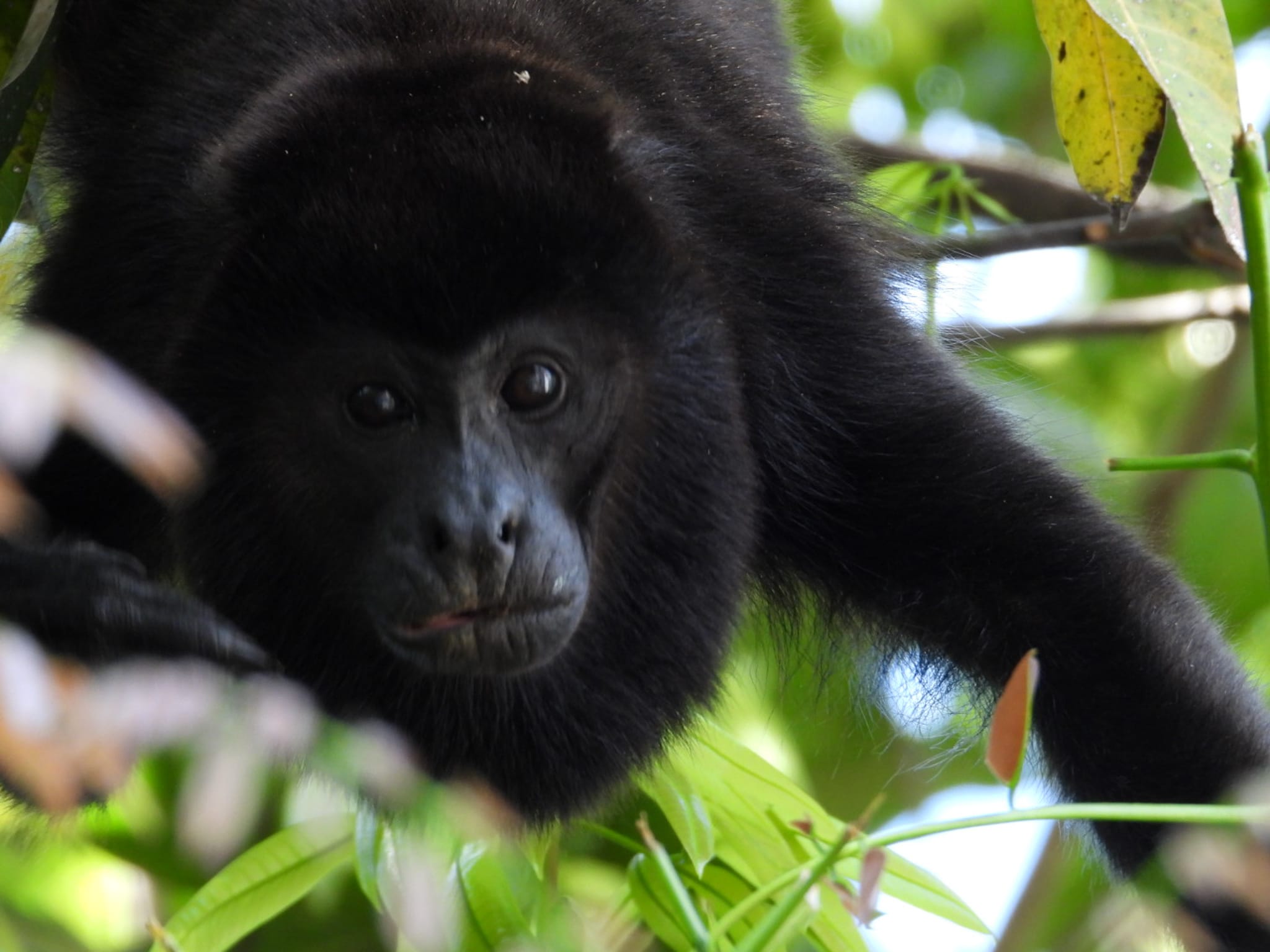 Howler Monkey
