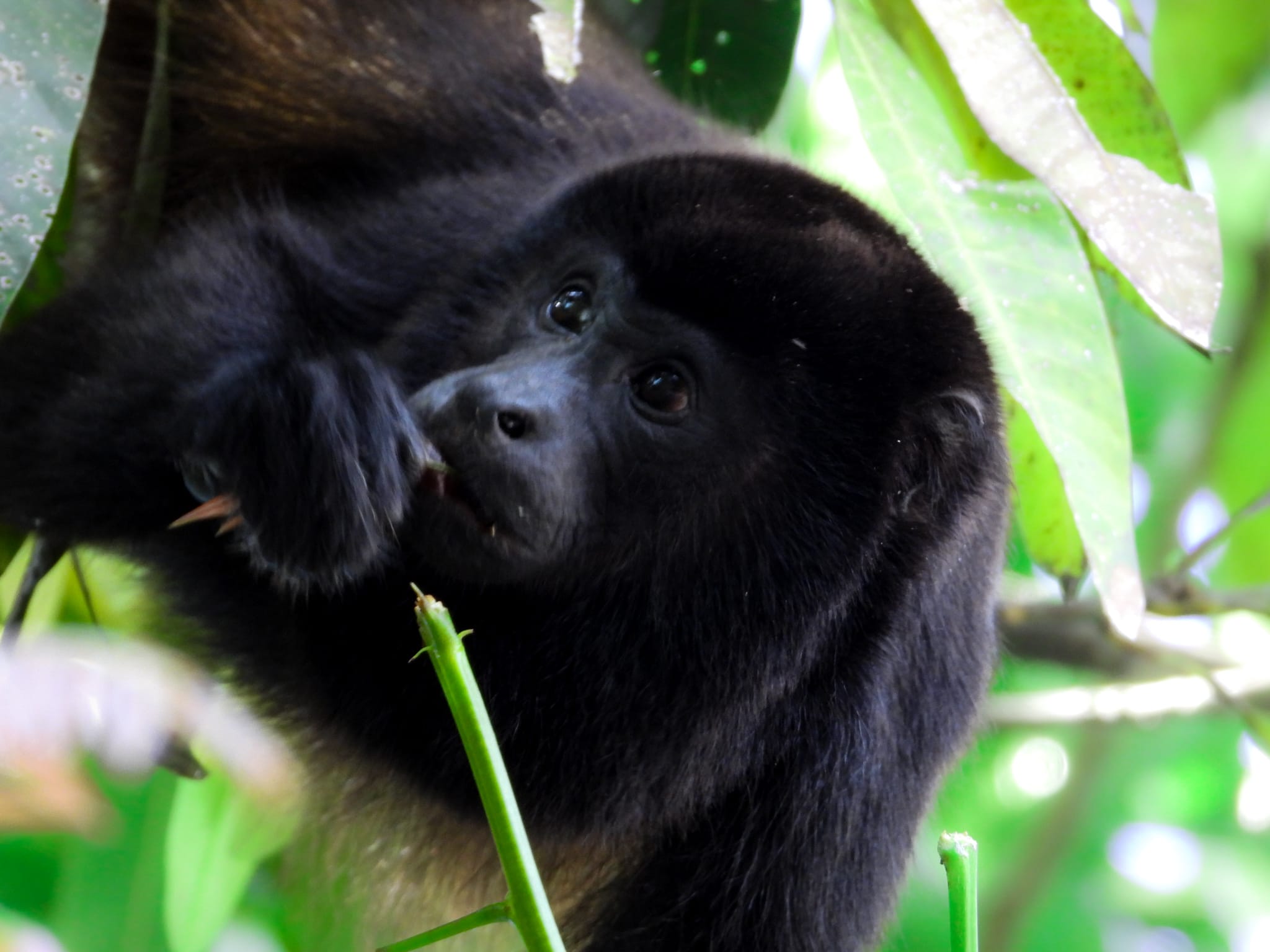 Howler Monkey