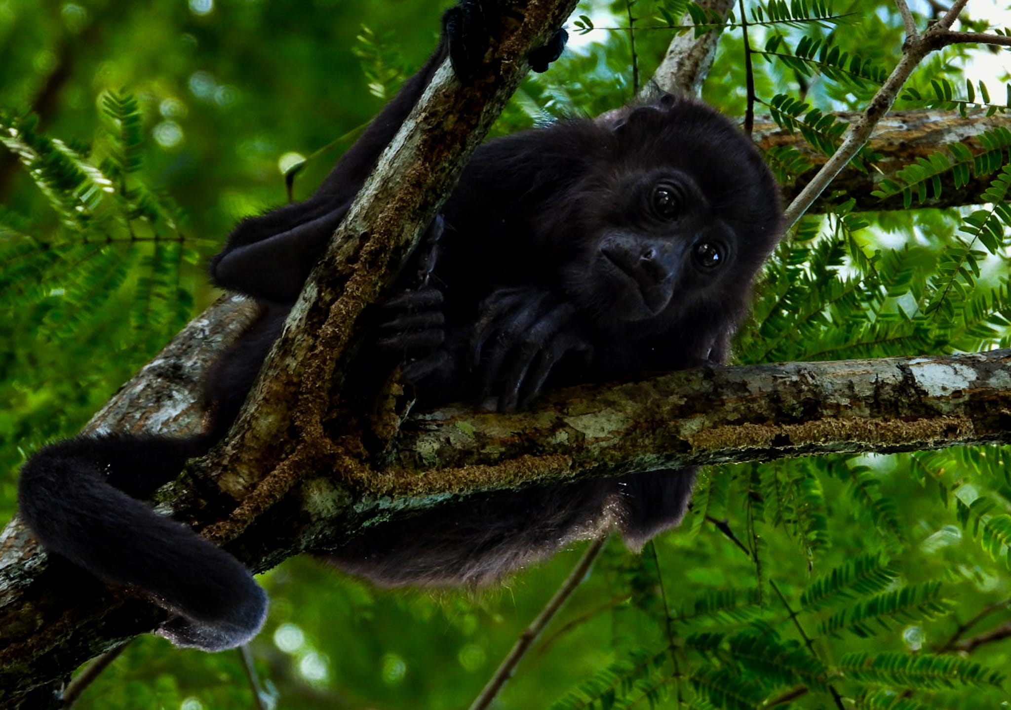 baby Howler Monkey
