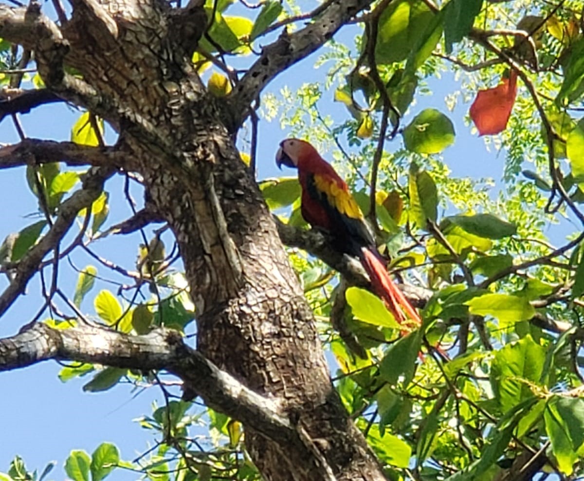 Scarlet Macaw Parrot