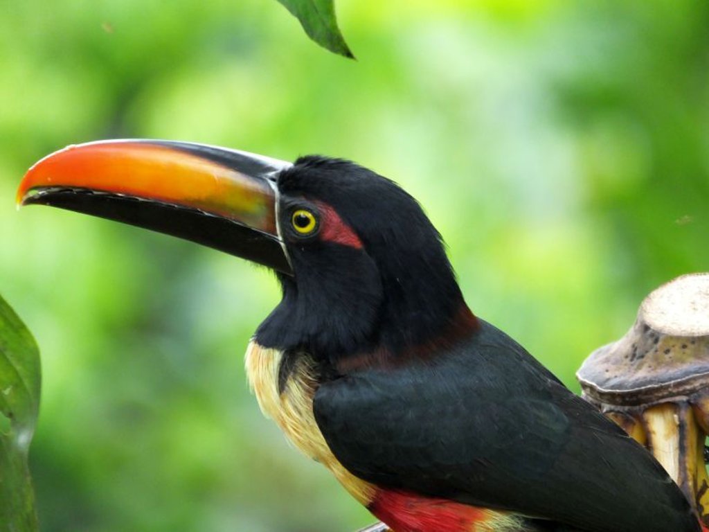 fiery billed aracari