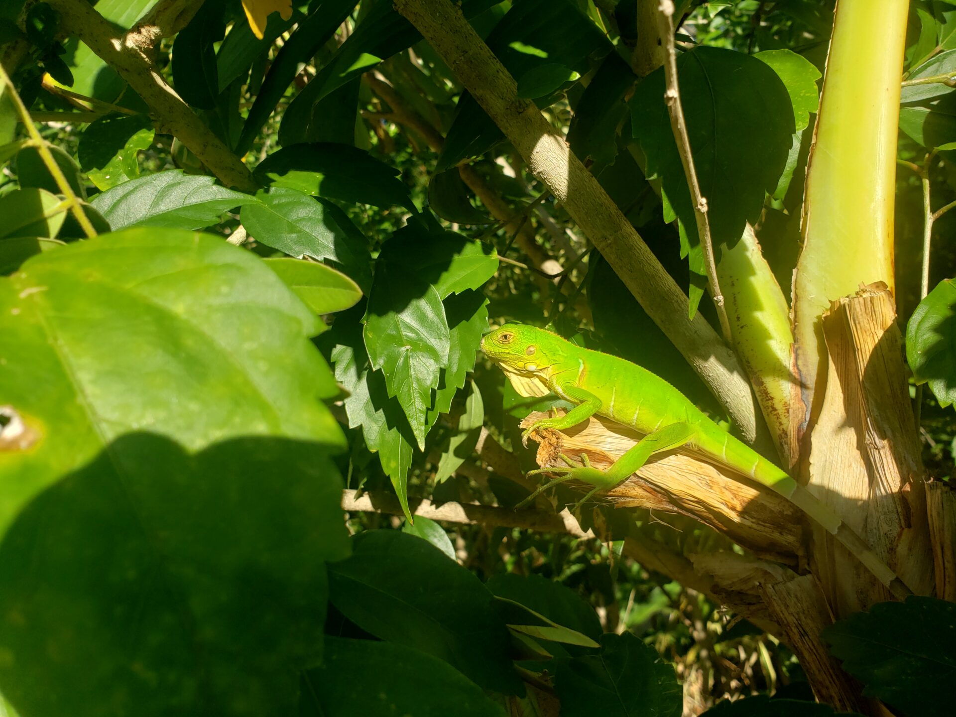 Baby Green Iguana