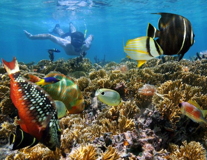 Snorkel playa Samara