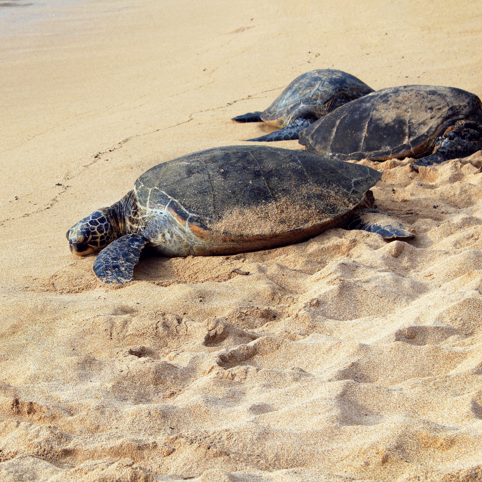 turtles Camaronal Beach Nesting Turtles Camaronal Beach