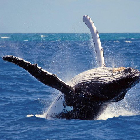 whlae watching Whale Watching